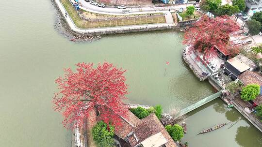 航拍广州上滘船厂木棉花与广州地标建筑视频素材模板下载