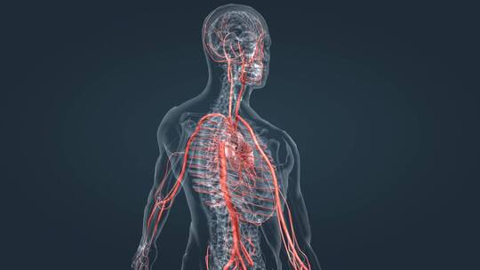 血液体循环肺循环医学血管动静脉三维动画