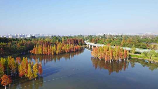 成都白鹭湾湿地公园秋季水杉红叶绿道航拍