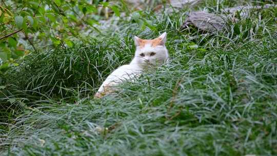 草丛公园里的流浪猫野猫流浪动物