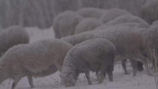 4K暴风雪下的羊群