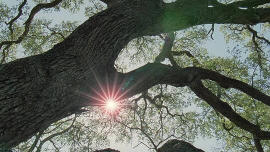阳光照耀古树俯拍视频