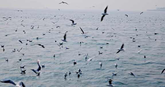 大海海面飞翔的海鸥