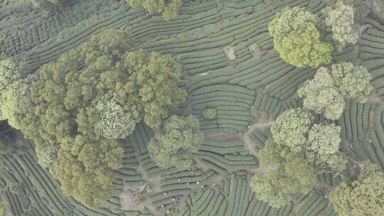 杭州西湖梅家坞茶园茶山