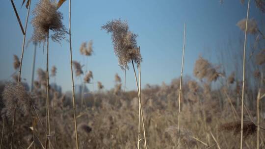 冬日 芦苇 空镜 阳光 麦田 摄影