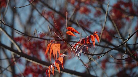 秋日的红枫在风中摇曳红叶枫叶