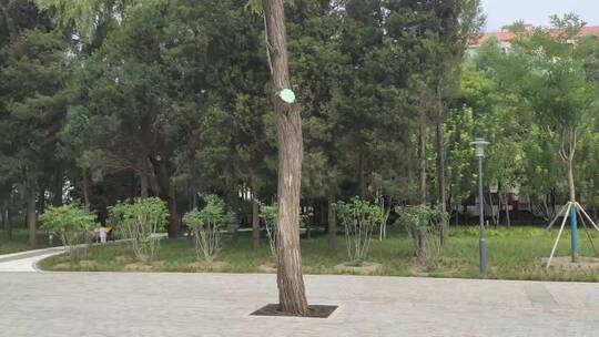 公园里的大树