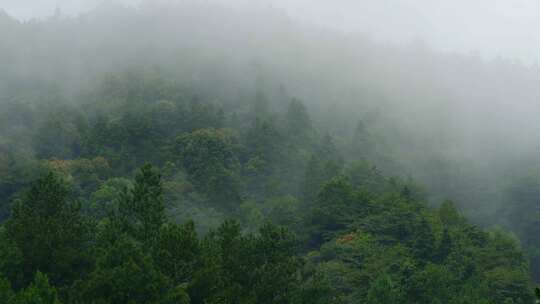 山里森林云雾