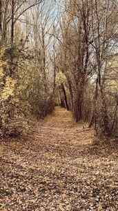 秋天森林里的小路风景