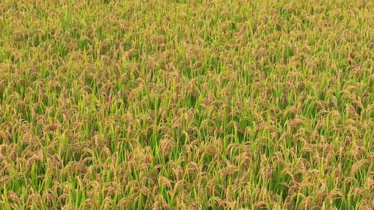金黄的稻谷稻穗视频素材模板下载