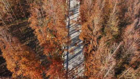 塘下公路  水杉林 秋天最美公路