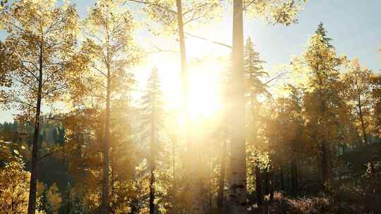 金色的秋天阳光穿过金色 的树林