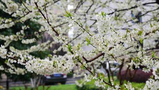 春天李花花朵花蕊花海花卉