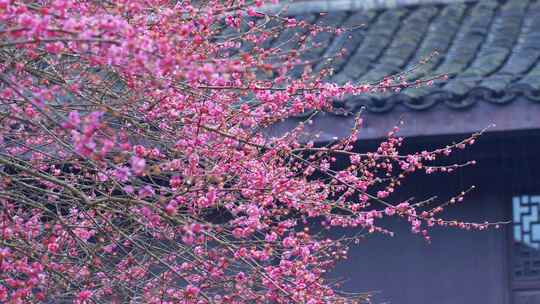 杭州西湖都锦生故居梅花风景