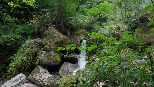 成都青城山后山峡谷森林步道溪流自然景观