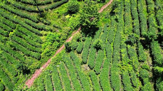 航拍茶叶茶园茶场