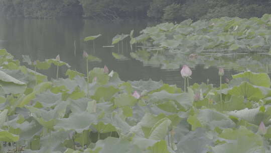 南湖公园夏季荷花盛开美景实拍