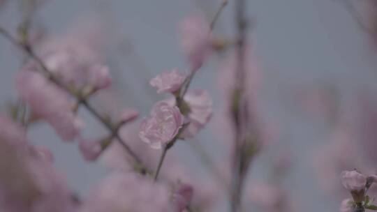 蜜蜂桃花采蜜慢镜头升格LOG