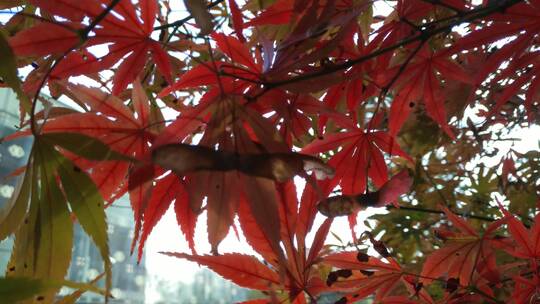 秋天红色的枫叶鸡爪槭