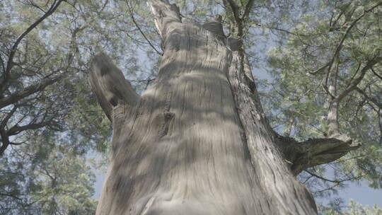 古树逆光 柏树逆光 树林逆光