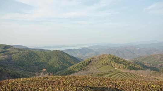 山顶高山茶树绿树植物风景空镜运镜