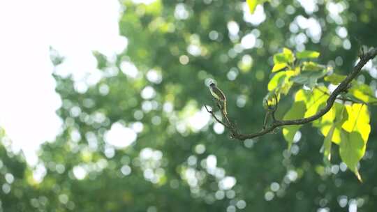 一只小鸟停在树枝上