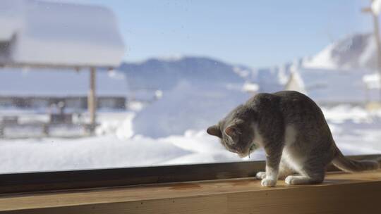 禾木村屋内猫咪