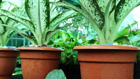 室内盆栽绿植特写