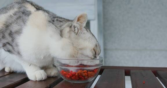 猫吃她的猫粮