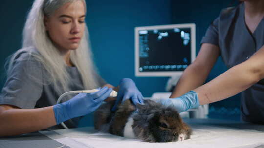 兔子护理健康动物概念两个女兽医检查兔子