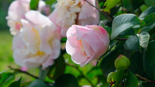 花园蜜蜂飞舞采蜜 茶花 中华野山蜂