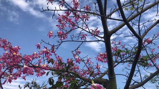 蓝天白云下的异木棉花