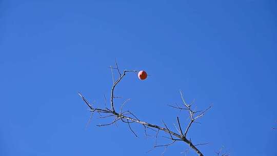 秋天蓝天下的成熟的柿子