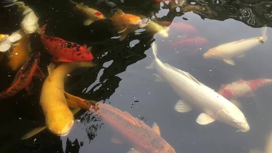 锦鲤觅食