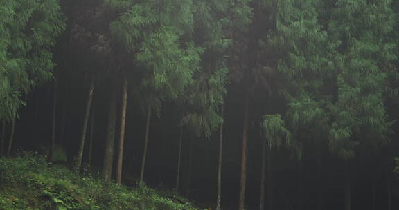 雨中树林