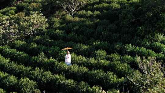 茶山 茶叶 采茶