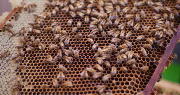 工作蜜蜂用蜂蜜填满细胞