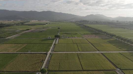 增城稻田种植基地航拍