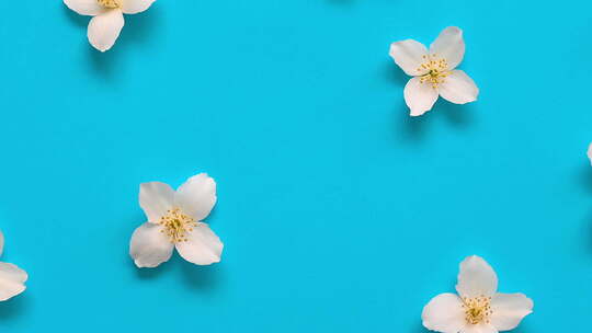 茉莉花花卉图案上的特写视频比例俯视图平面