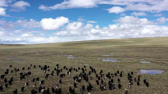 西藏航拍 牦牛成群 牧区风光