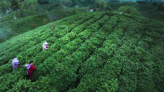 美丽茶园茶山茶文化航拍