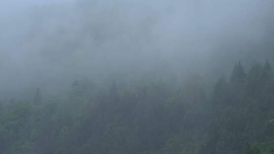 山林云雾弥漫景象 云雾山间