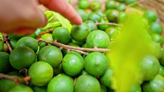 澳洲坚果 夏威夷果