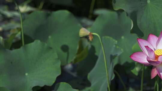 夏天池塘荷花莲花开放夏至立夏