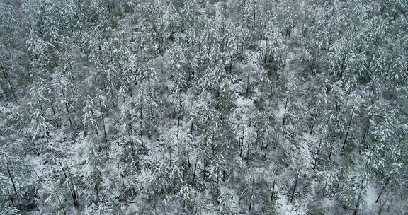 航拍大兴安岭雪原树林雾凇