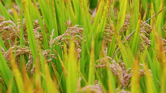 秋天丰收待收割的金色水稻