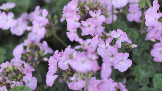 园林、花艺、天竺葵、姬小菊、黄金菊