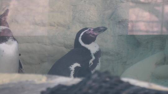 南极企鹅帝王企鹅动物园水族馆