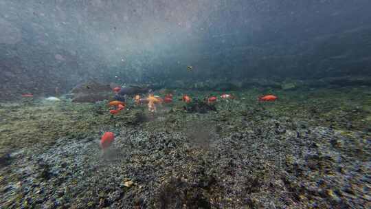 济南黑虎泉锦鲤水下世界