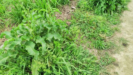 农村菜园花草树木绿色植物